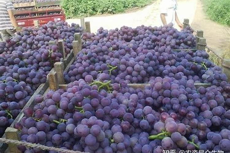 油菜喷施硼肥最佳时期