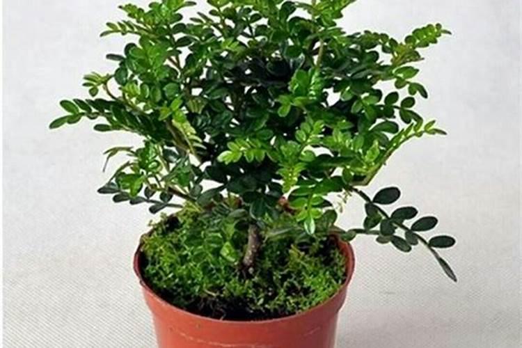 清香木施肥用什么肥料好 喜欢什么肥