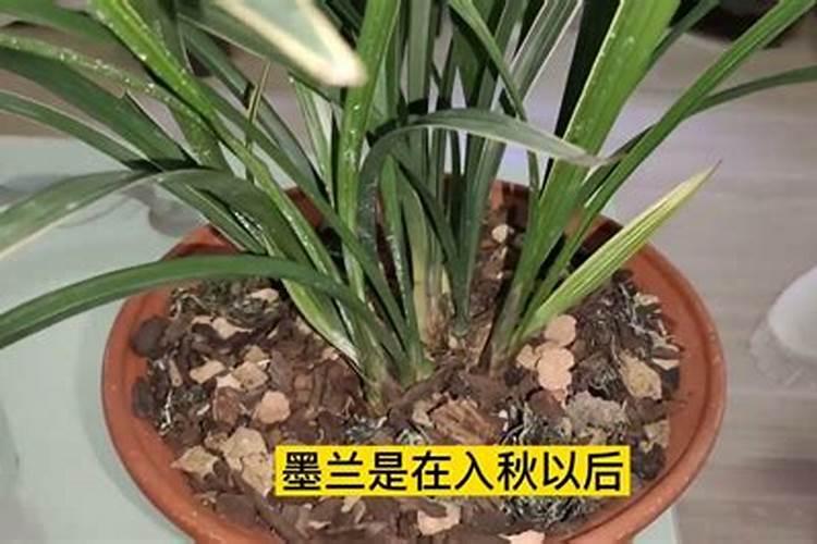 建兰施什么肥,建兰如何施肥