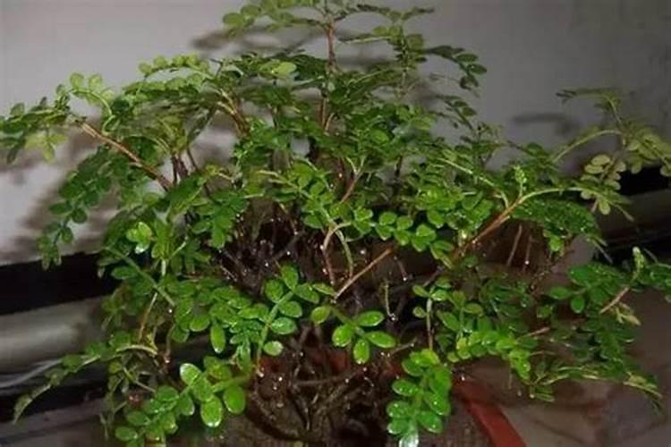 清香木施什么肥长叶子