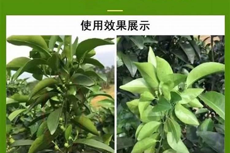 花生什么时候打芸苔素