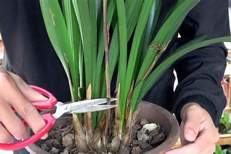 施用氮肥过多对植物有什么影响