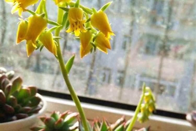 多肉开花了怎么施肥