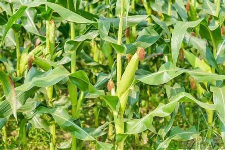 种玉米用什么样肥料好？