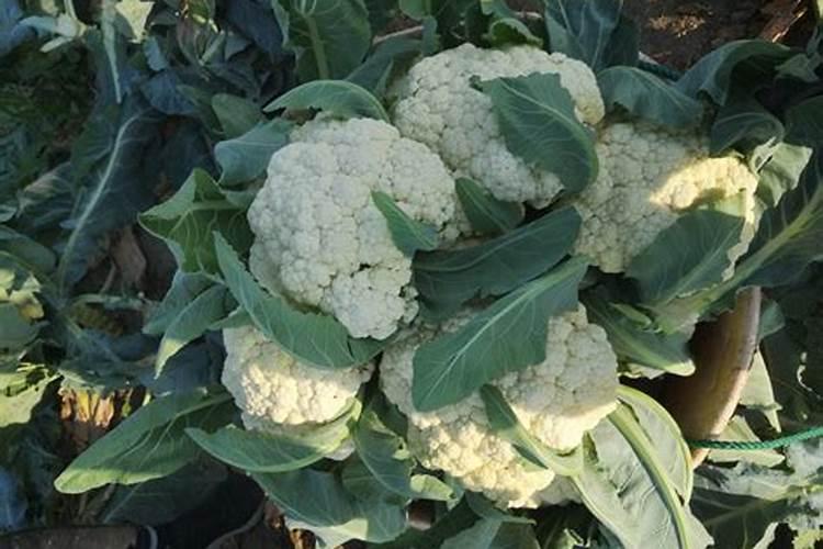 菜花怎样合理施肥？