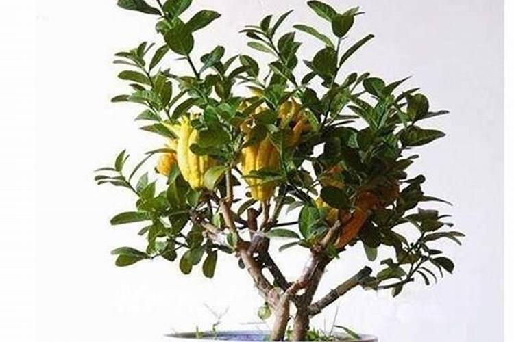 佛手的种植方法与管理是什么？