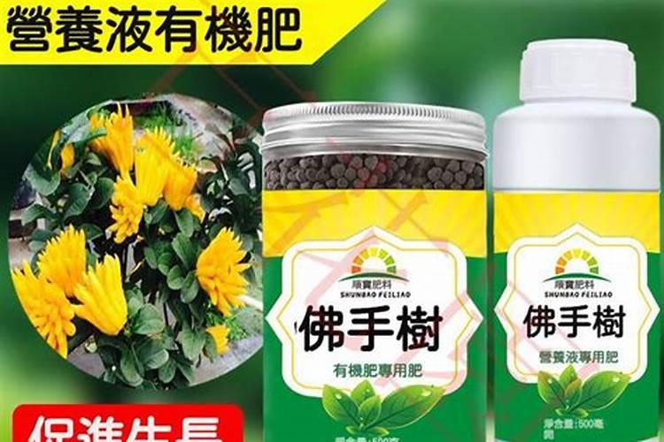 佛手瓜种植时间在几月份 佛手瓜怎么养殖