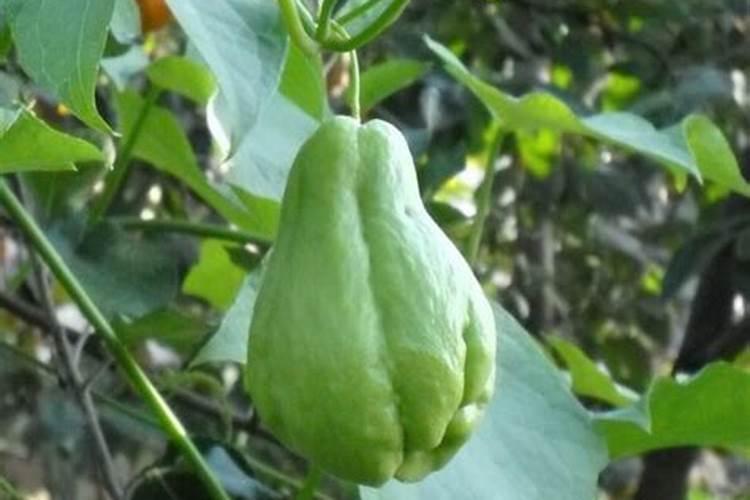 佛手瓜用什么肥料最好