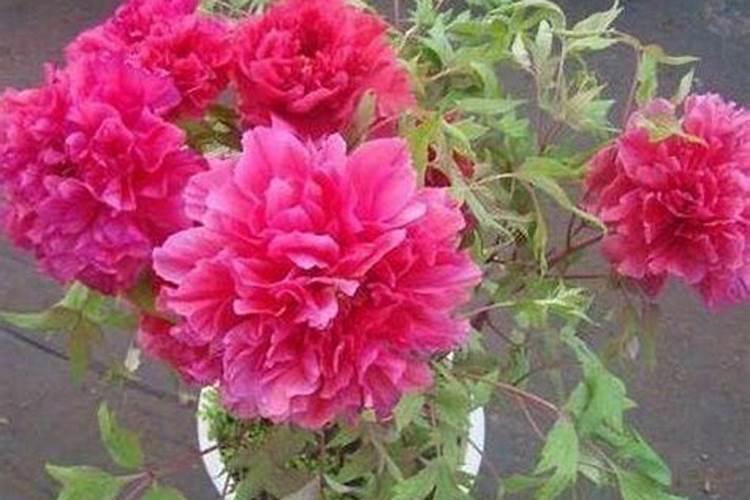 葵花开花后可以追肥吗？