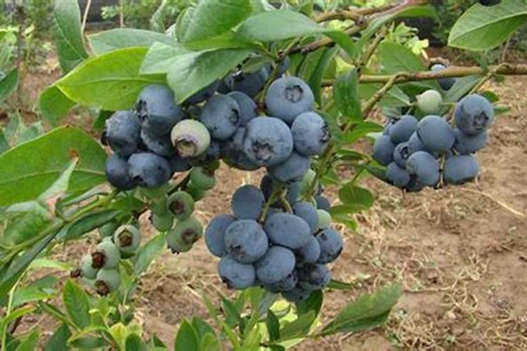 硝化细菌放多了会怎样