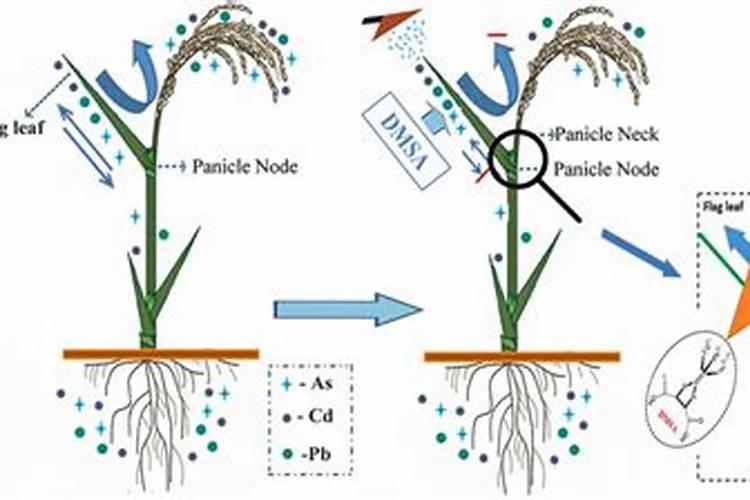 玛斯肽叶面肥的质量如何