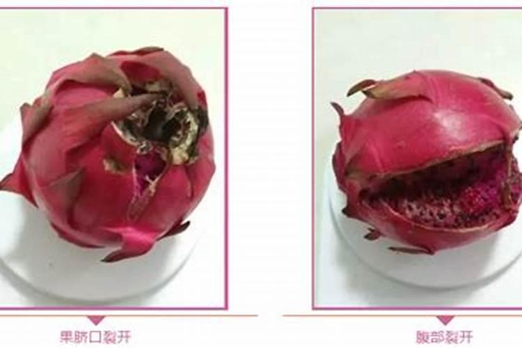 火龙果不结果、落果严重怎么办？只需这几步,保你种出高品质火龙果!