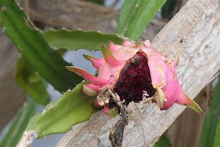 火龙果施什么肥最好 火龙果的施肥要点