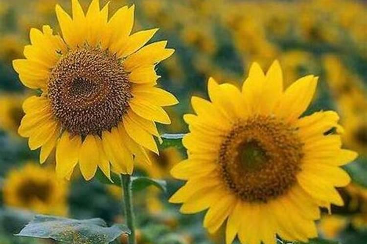 脲甲醛肥料缺点