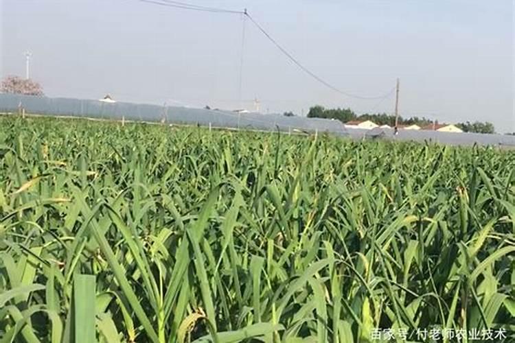 葫芦的施肥方法