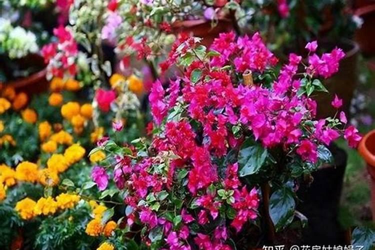 冬枣膨大期管理绝招