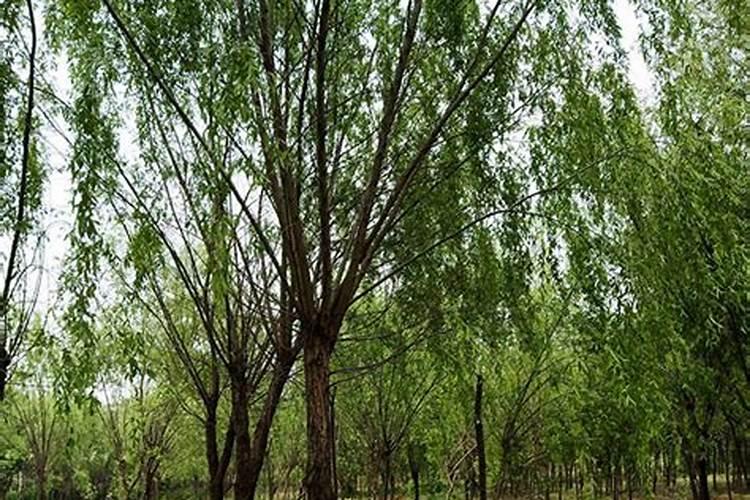 香樟树最好的肥料是什么？