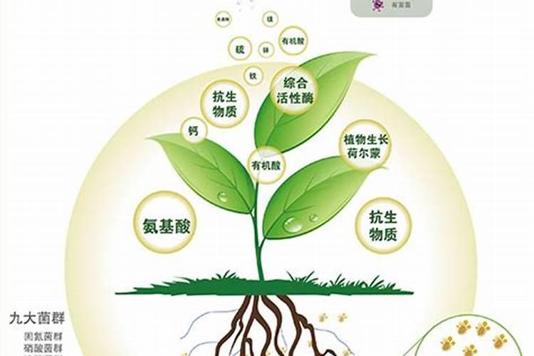 火龙果裂果怎么回事？