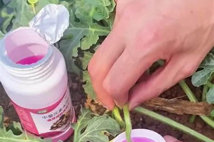 火龙果主杆高位断掉怎么办