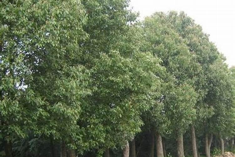 怎么治香樟树白化病