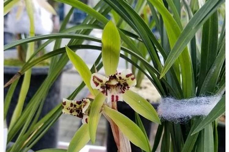 芸苔素种类繁多哪种芸苔素效果最好？芸苔素有哪些作用？