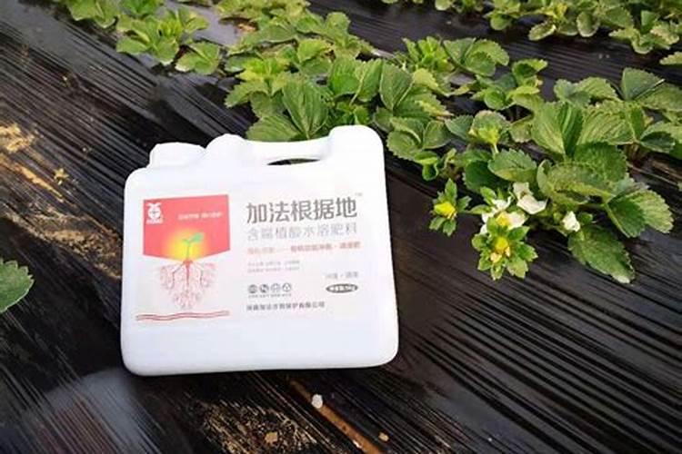 玉米用什么肥料能高产