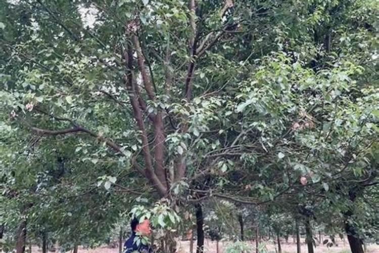 香樟树叶子发黄怎么治