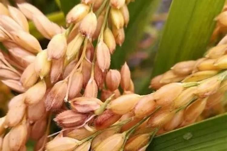 猕猴桃用什么肥料好