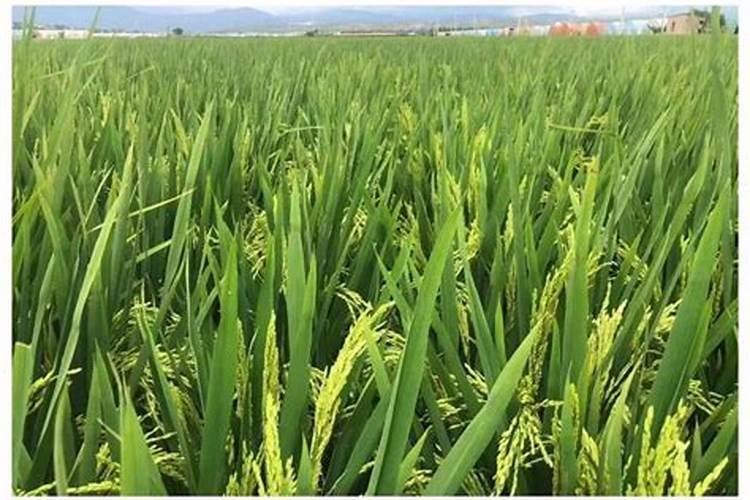 芸苔素内脂与磷酸二氢钾硼肥合用在水稻上有什么作用