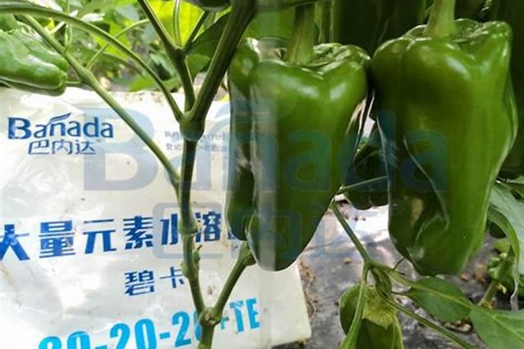 颗粒水溶肥和粉状水溶肥哪个好用？