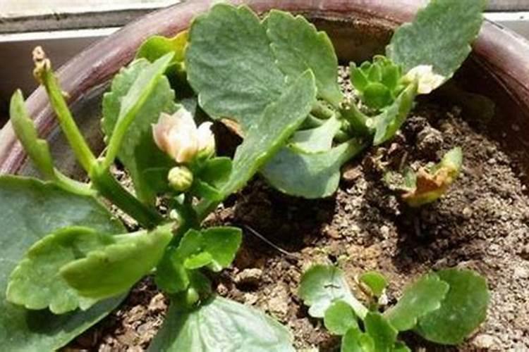 长寿花最好肥料施肥方法是什么