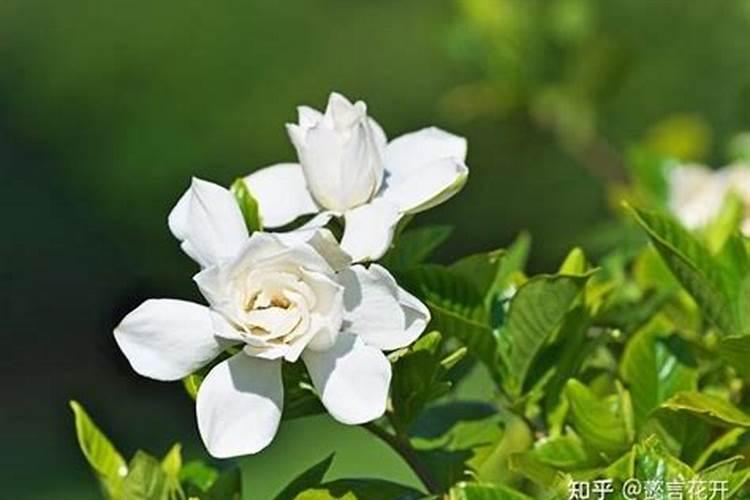 养桅子花加什么肥料？