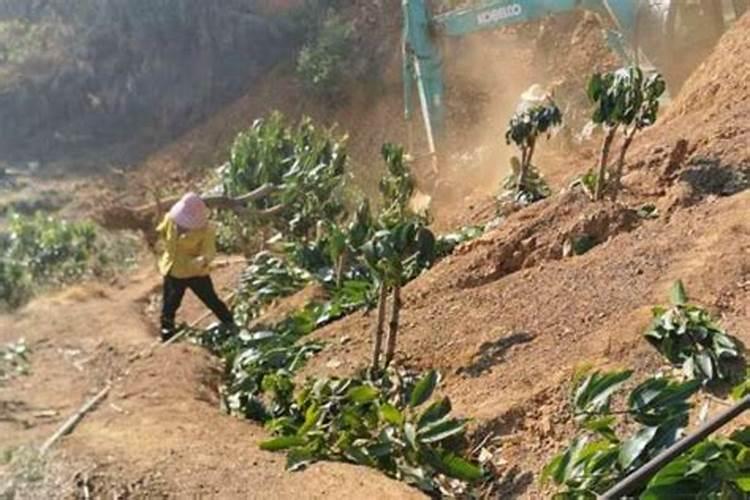 鹤望兰施肥方法及注意事项