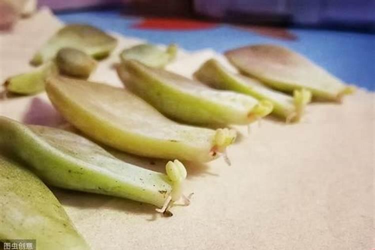 土豆开花可以用尿素吗