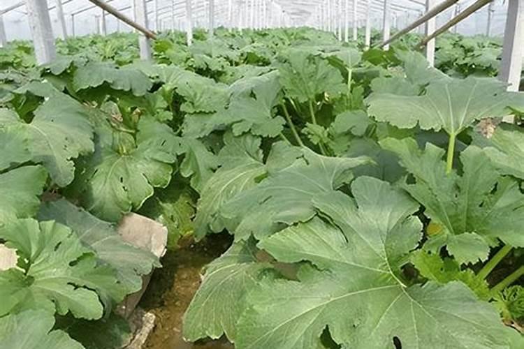 花生根的功效与作用