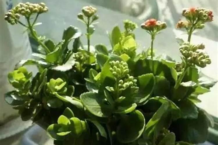 复合肥是什么肥料