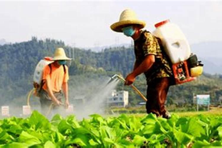 ...用什么肥最好(盆栽茶花养护攻略,揭秘最适合的肥料选择!)