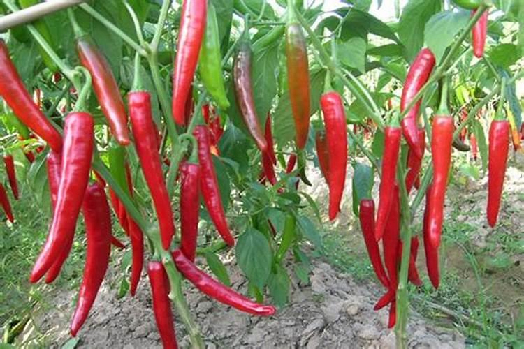 老年人补钾的药物有哪些