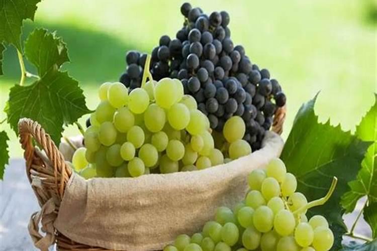 瓠瓜是什么瓜专家们是葫芦吗