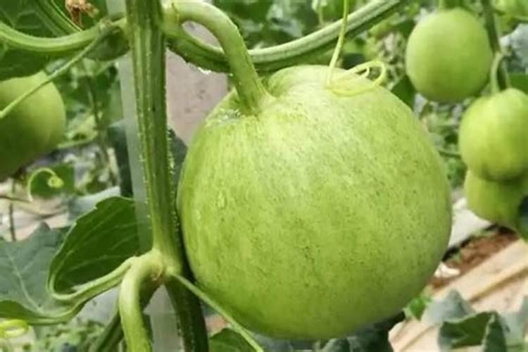 碳酸钾在农业上的用途