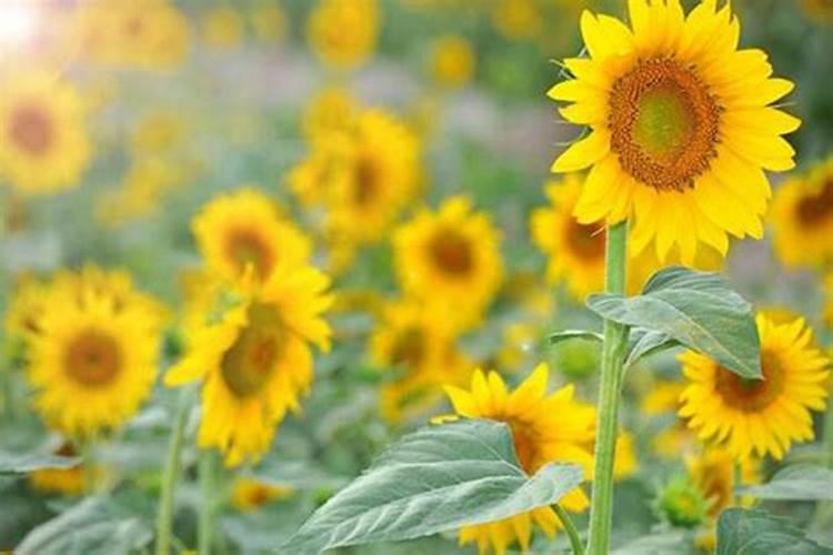 钙肥是具有钙标明量的肥料,钙肥对葡萄花芽分化有什么作用？