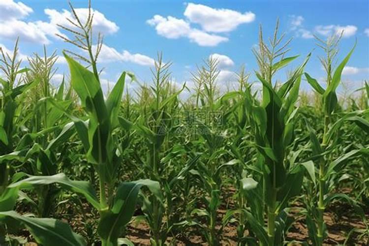 种玉米施肥技巧 种植玉米应该如何正确施肥