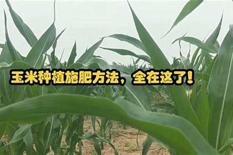 玉米追肥,用什么肥最实惠？