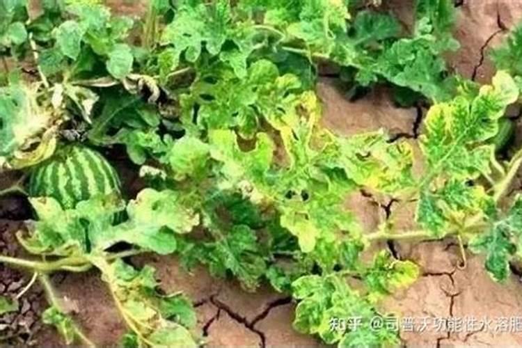 西瓜猝倒病是什么症状,怎么防治呢？
