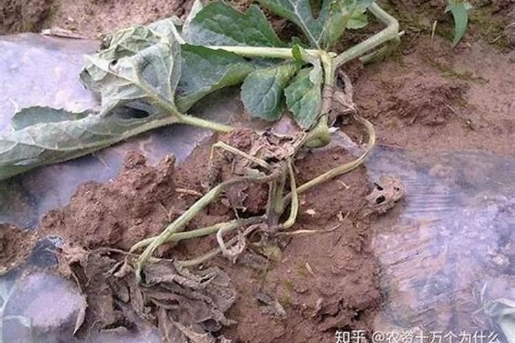 西瓜8424大棚吊蔓栽培新技术