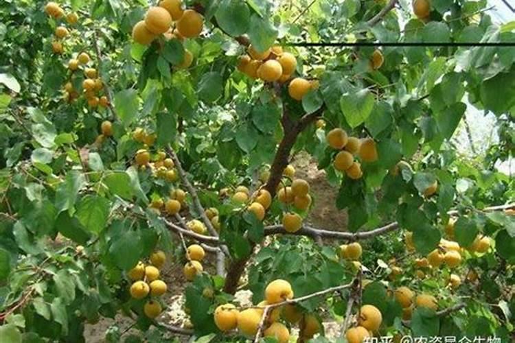 杏树开花时施啥叶面肥