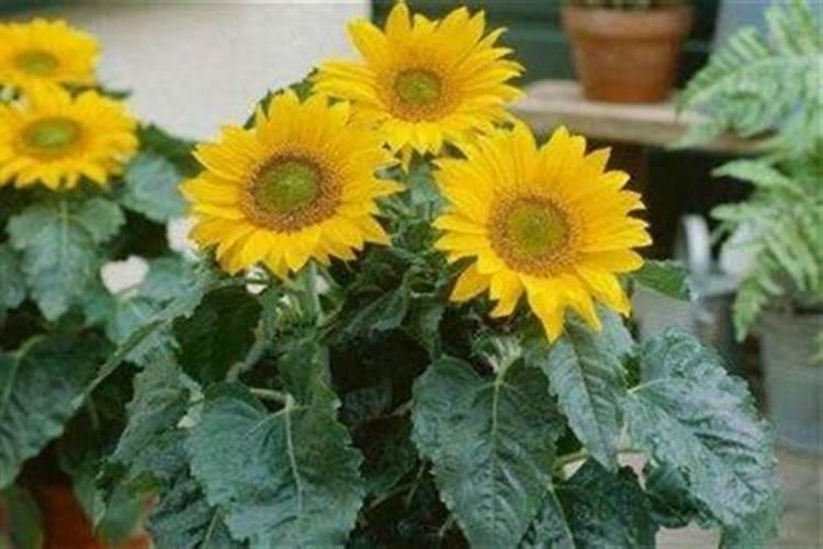 复合肥,尿素属于什么肥料？