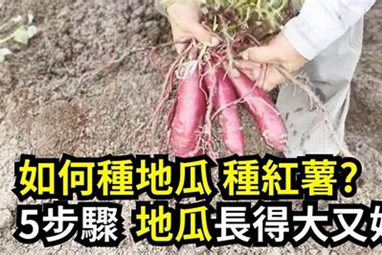 种地瓜时怎么施肥比较好