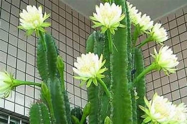 龙骨花怎样浇水和施肥