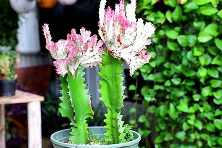 龙骨花怎样施肥